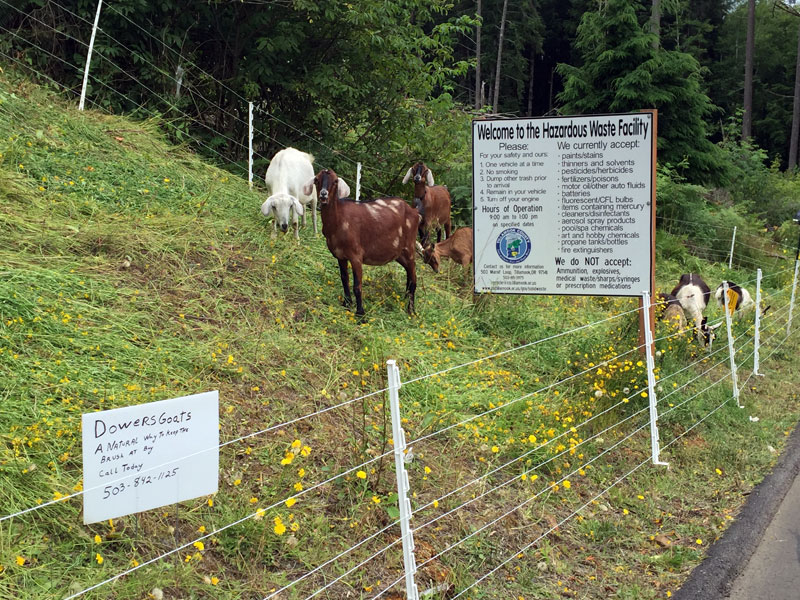 Goats at work on the grounds of the Transfer station in Tillamook County, OR